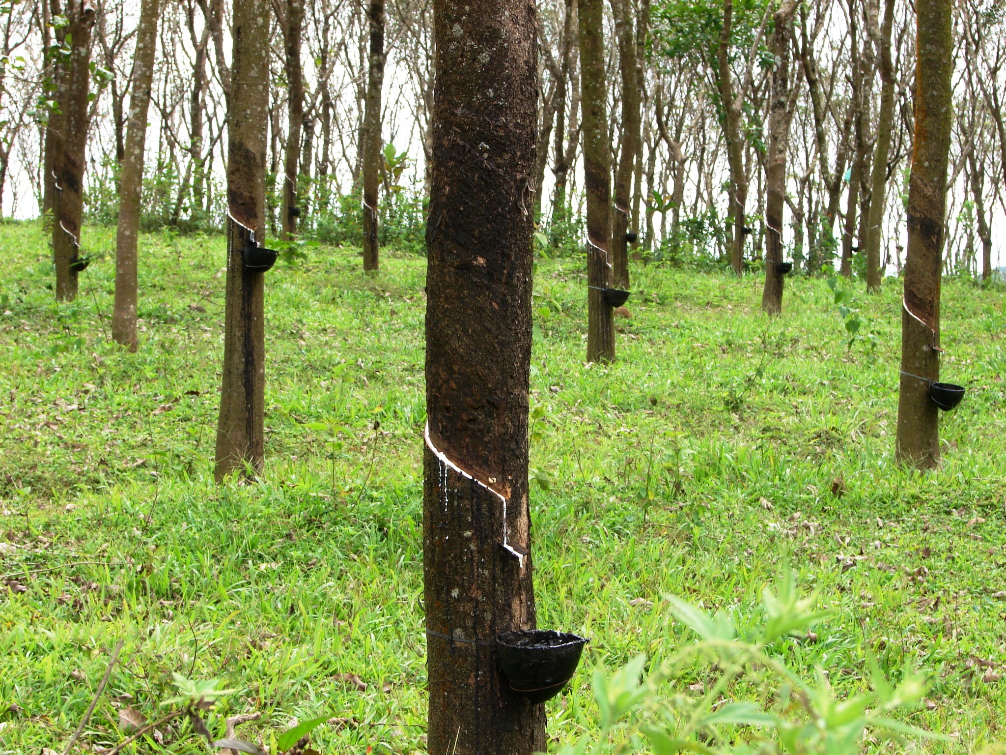 Rubber Plantation