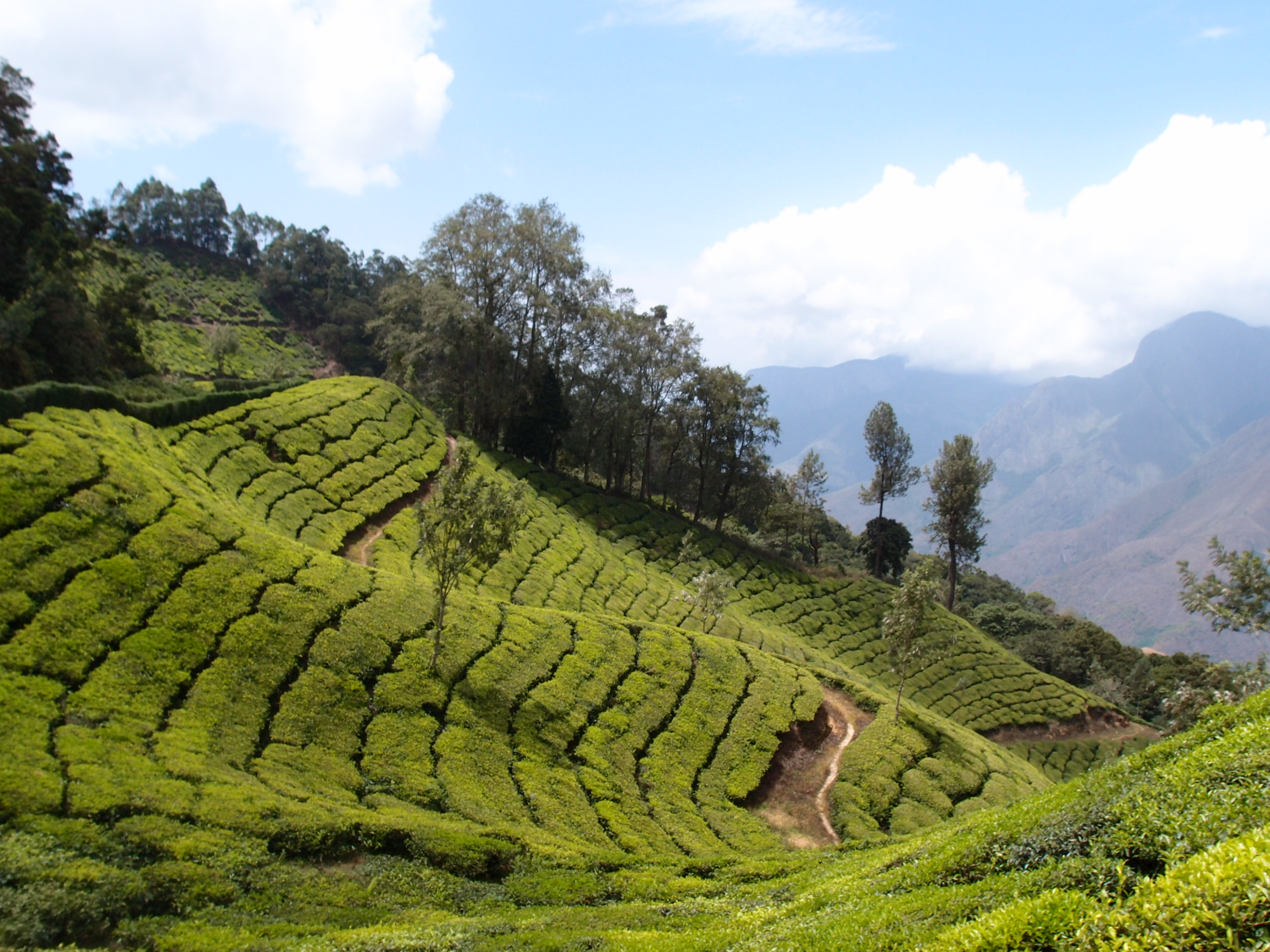 Tea Plantations in Munnar